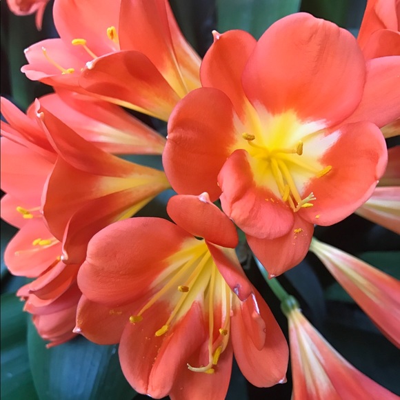 Meet your Posher, Cindy - Picture 7 of 12